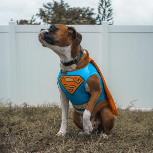 dog in superhero costume