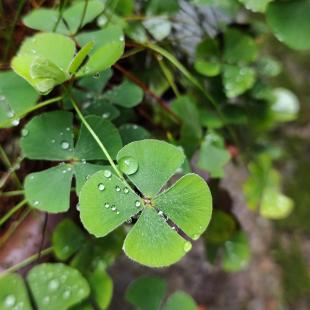 St. Patrick’s Day Retail Weather Impact