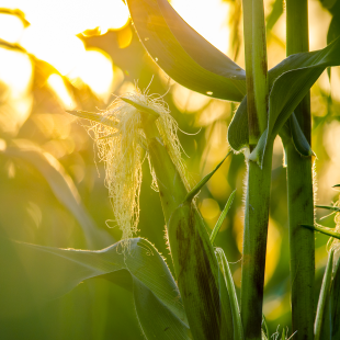sunlight through a cornfield at sunset