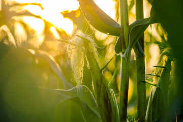 sunlight through a cornfield at sunset